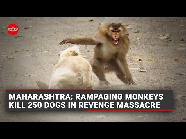 Maharashtra: Rampaging monkeys kill 250 dogs in revenge massacre