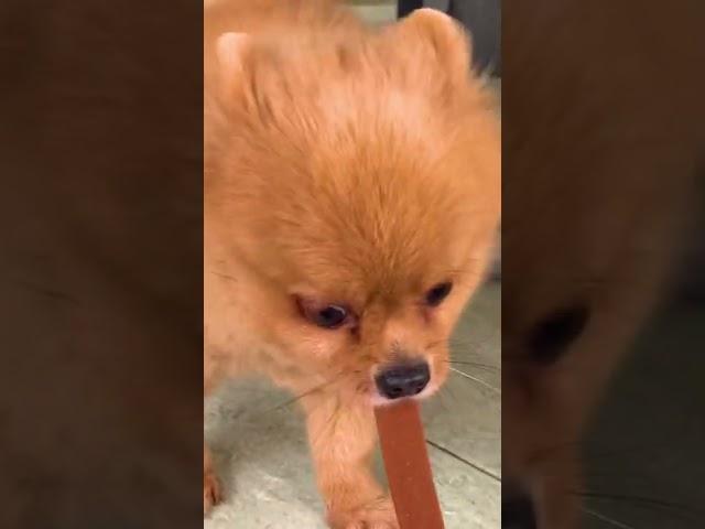 Cute and adorable dog || Katie wants to eat snack alone #shorts