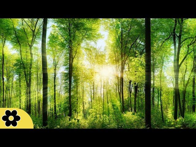 Study Music, Concentration, Focus, Meditation, Memory, Work Music, Relaxing Music, Study, 2834C