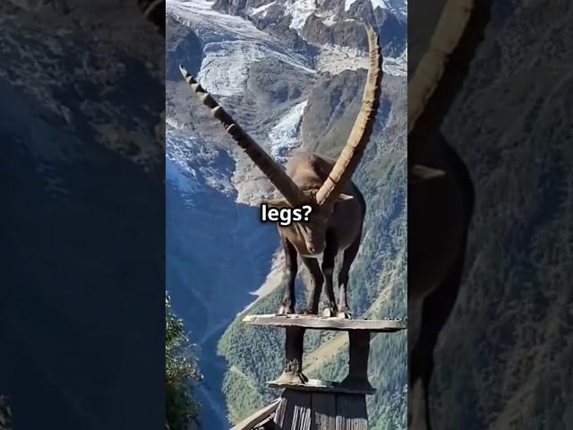 This Goat Can Climb Vertical Walls… Here’s How! 