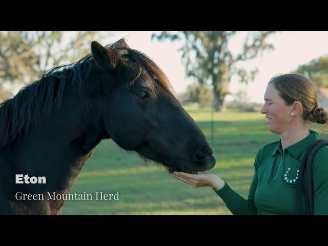 Elisa Wallace - A Wild At Heart Mustang Advocate
