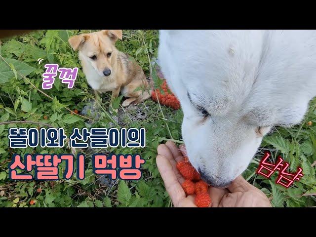 백구와 산스님 / 똘이와 산들이 산딸기 먹방 / 산골짜기 힐링 영상