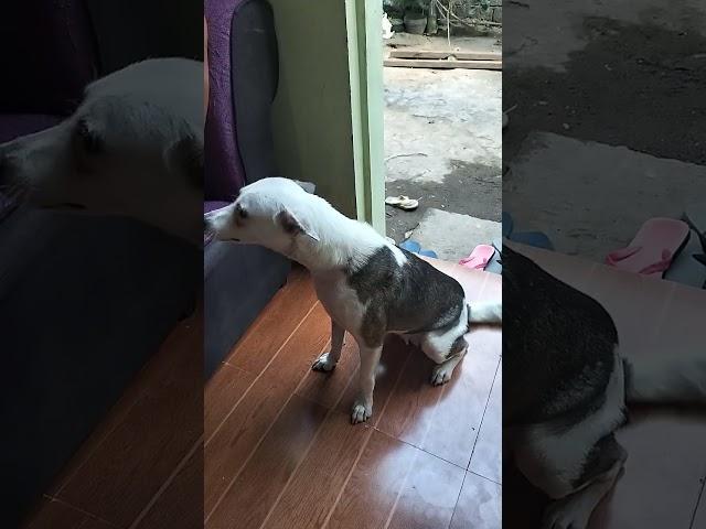 Pirat ist toll ohh #2025 #trendvideos #urlaub #hund #hunde #haustiere #tiere