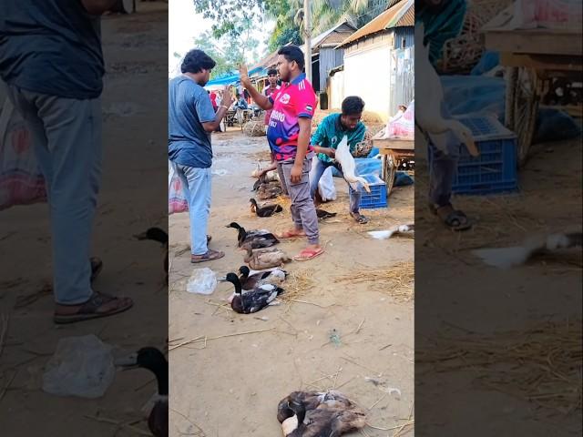 I like white ducks.‍️