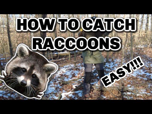 How to Catch Raccoons - Dog-proof trap