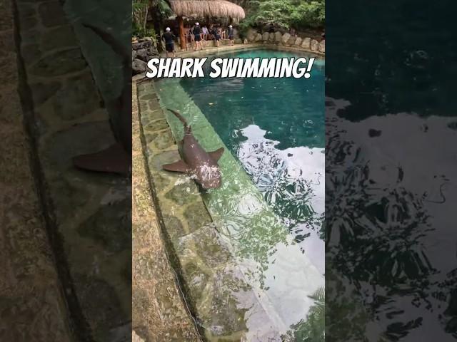 The Most INSANE Theme Park Experience in Mexico: Xcaret Park