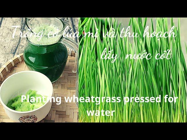 Lý Do Nên Trồng Và Uống Nước Cốt Cỏ Lúa Mì | Reasons To Grow Wheatgrass Juice | Thiện Toàn Vlog #14