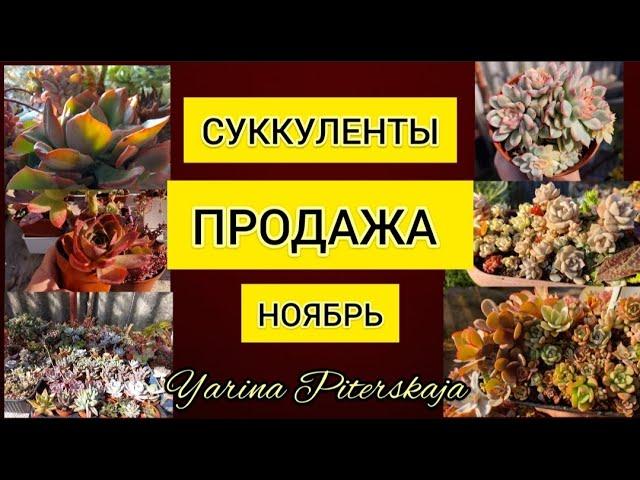 Суккуленты.Продажа. Ноябрь.Более 200 видов.