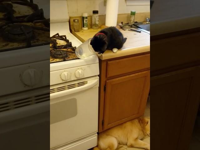 Kitten Tests Gravity Again... But Someone's Sleeping Below! #funnyanimals #catlife #petfails