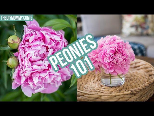 PEONIES 101 | How to get ants off peonies, how to make them bloom later & more!