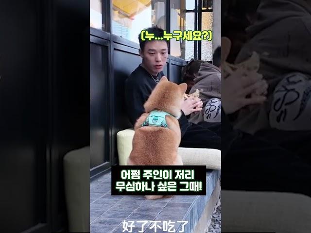 강아지 폭풍 애교에도 절대 간식을 주지 않았던 이유 The reason why I didn't give food to the cute puppy
