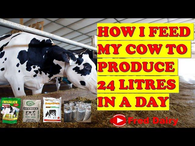 HOW I FEED MY COW TO PRODUCE 24 LITERS IN A DAY