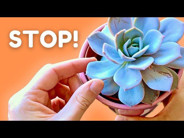 If You Do This Your Succulent Will NEVER Thrive