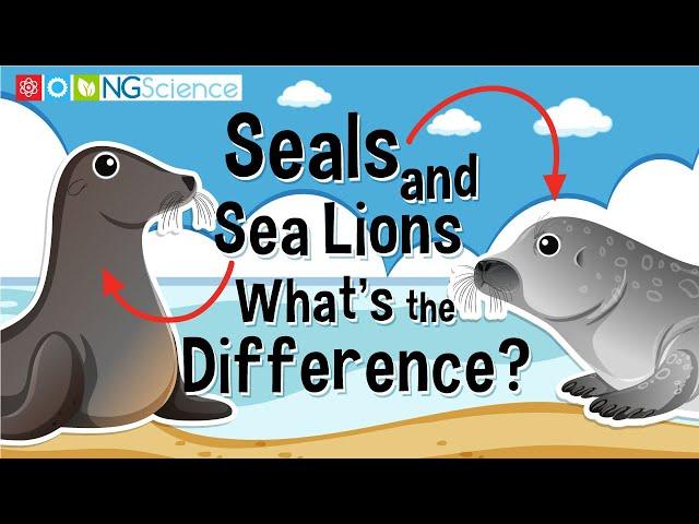 Seals and Sea Lions – What's the Difference?