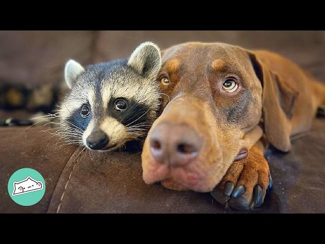 Wild Raccoon Falls In Love With A Huge Pup. Owners Can't Believe It | Cuddle Buddies