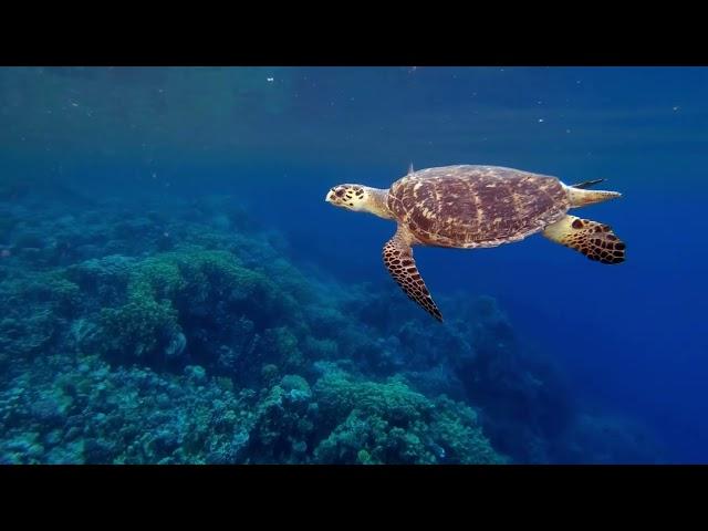 世界海洋日 World Ocean Day