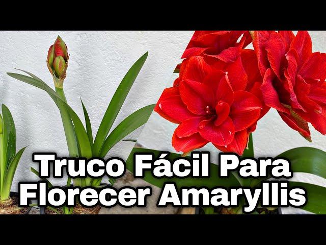 TRUCO FACIL PARA HACER FLORECER NUEVAMENTE A TUS AMARYLLIS o AZUCENAS (hippeastrum amaryllis)