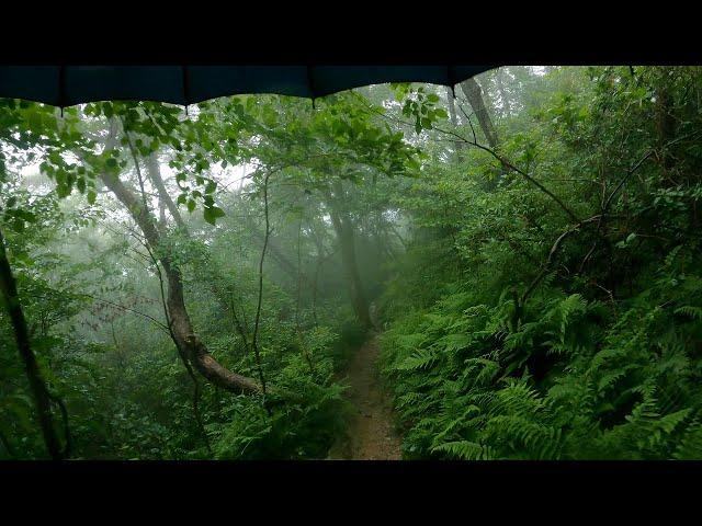 【4K】  Rain walk - Forest #3