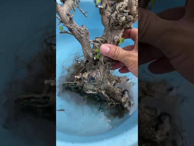 Toàn làm vườn được tặng cây lạ
