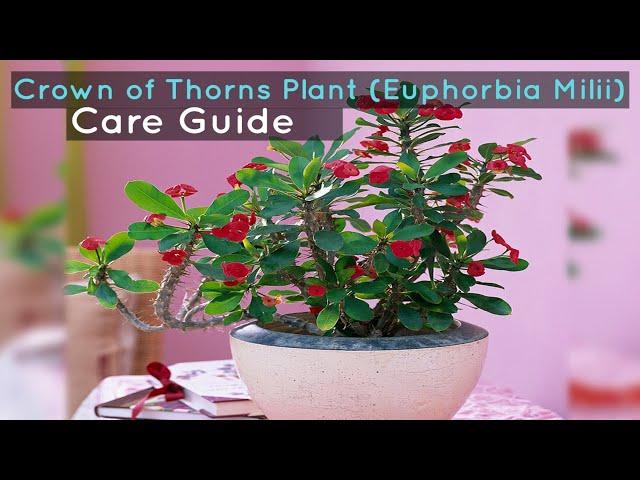 Crown of Thorns Plant (Euphorbia Milii) Care Guide