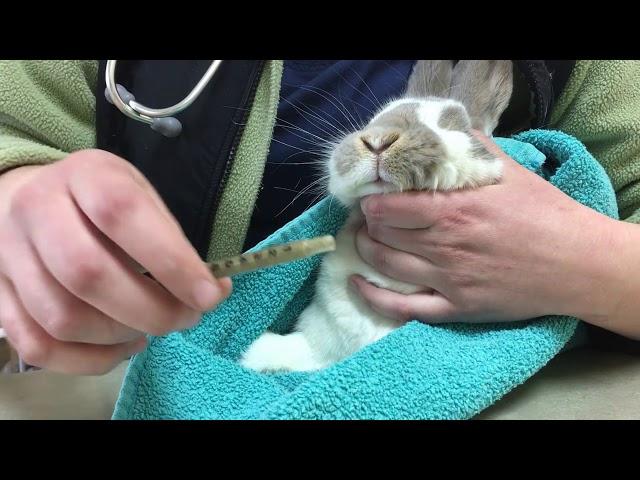 How to syringe feed Herbivore Critical Care to a Rabbit