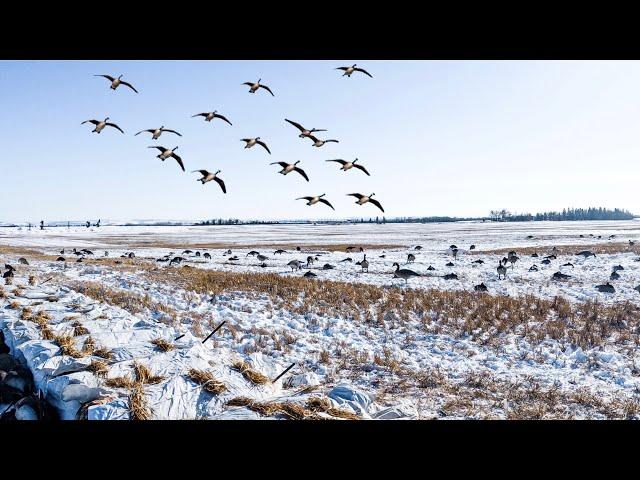 SNOW STORM GOOSE HUNT! CANADA