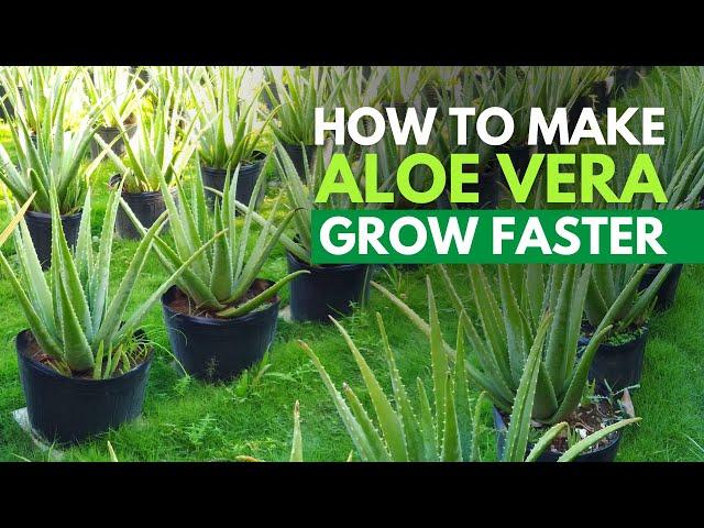 How To Make Aloe vera Grow Big Faster