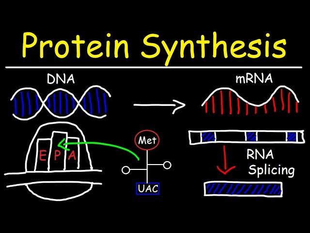 Transcription and Translation - Protein Synthesis From DNA - Biology