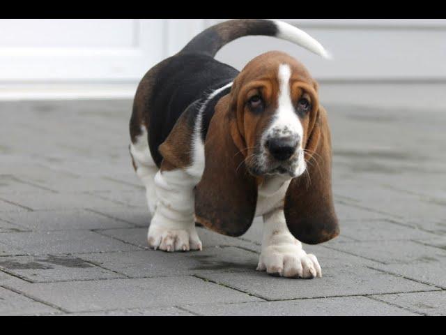 Stanley the Basset Hound Puppy - Aged 8 weeks - 1 year old