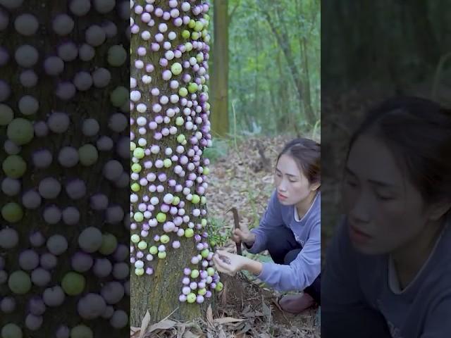 How to Harvesting Ca Mau It is attached to a tree to trap birds #Eggplants #Harvesting #shorts