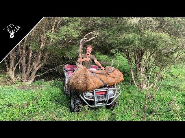 Red Stag Roar NZ Part 2 2019 'Gentlemans Hunting'