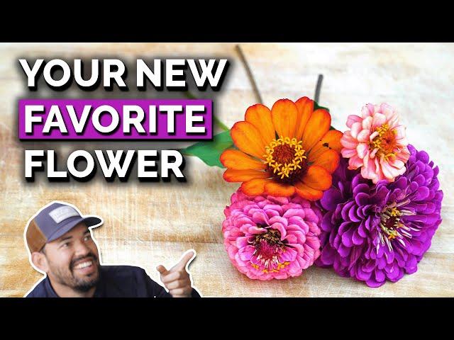 Zinnias: The Perfect Flower to Grow in Your Garden?