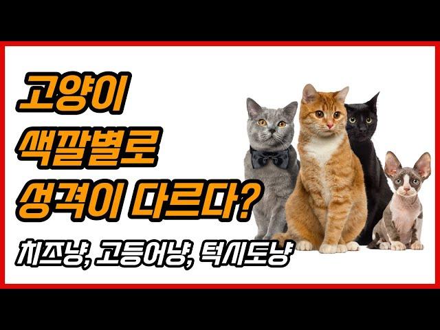 고양이 색깔별 성격 특징(치즈냥, 고등어냥, 턱시도냥)