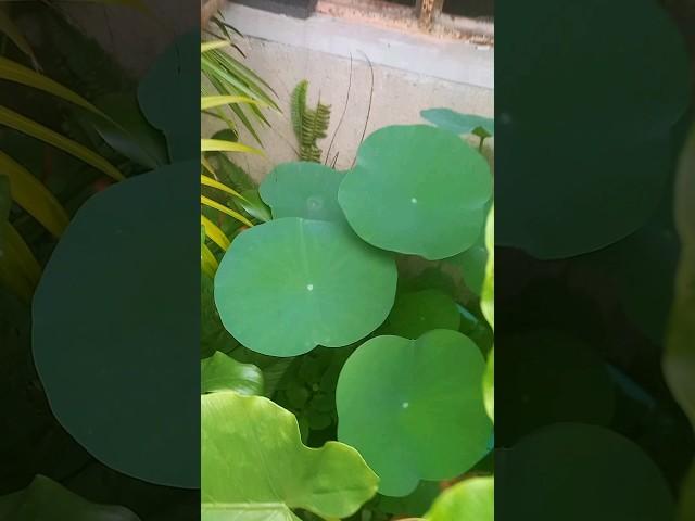 Growing lotus days 55 /#gardening #terracegarden