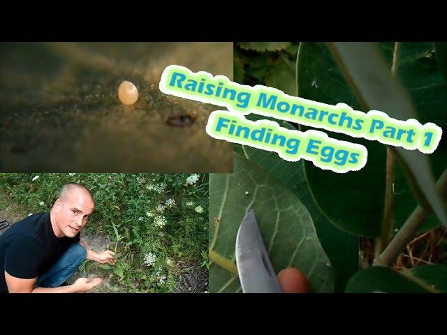 Raising Monarchs Part 1 - Finding Eggs (How To Find Monarch Butterfly Eggs)