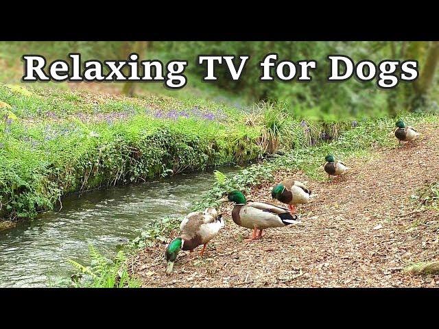 Relax Your Dog TV - 8 Hours of Relaxing TV for Dogs at The Babbling Brook 