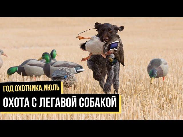 Охота с легавой собакой. Июль / Год охотника / #4