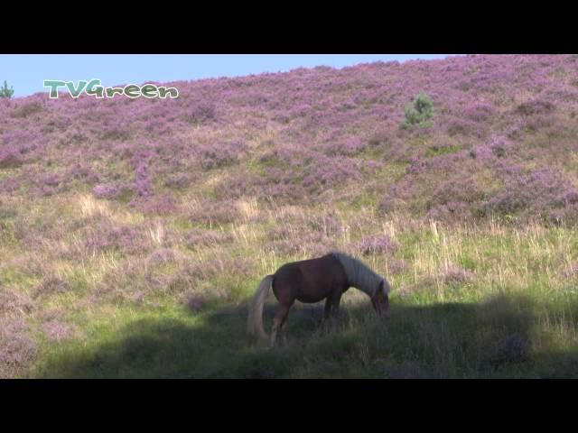 Paarse heide op de Posbank - IJslanders grazend in bloeiende heide