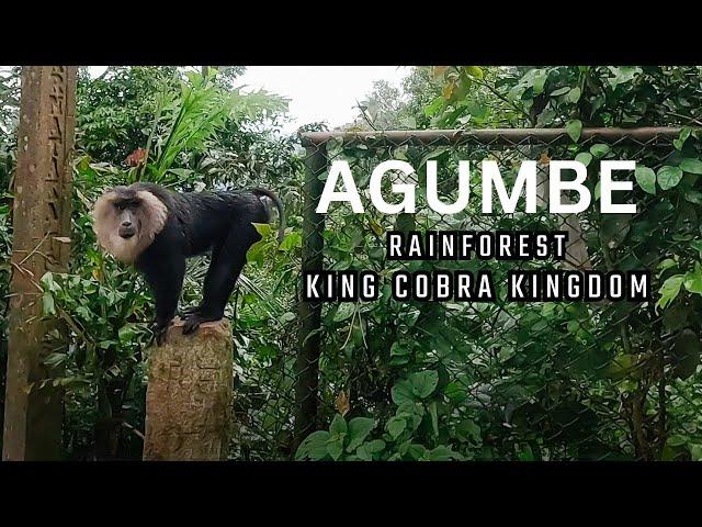 Agumbe Rainforest: The Ultimate King Cobra's Kingdom | EP-4 | 4K