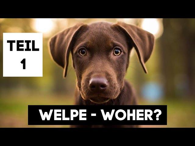 WELPENZEIT TEIL 1 ... WO KRIEGE ICH MEINEN WELPEN HER?