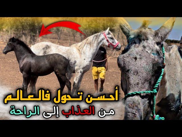  أحـسن Transformation فالـعـالم  مهرة هـبـة بنت الفرس لكانت مـخـطوفة كـبرات وزيانت تبارك الله…