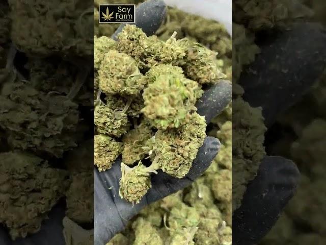SayFarm - Harlequin - [SUPERIOR SELECTION]