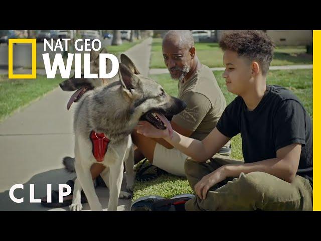 Kobe Gets Aggressive | Cesar Millan: Better Human Better Dog