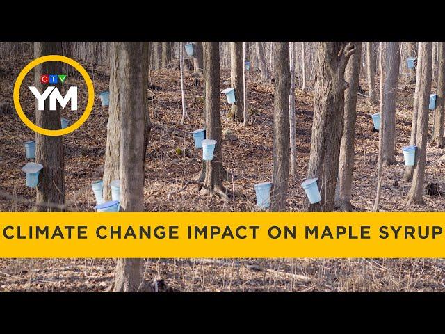 Climate change affecting maple syrup production | Your Morning