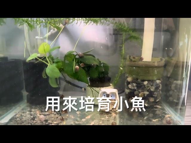 培育孔雀魚幼魚的秘訣2，趕快學起來