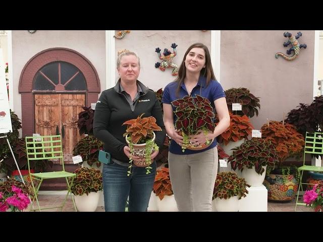 Syngenta Flowers Heat lovers, pollinators and sustainability varieties