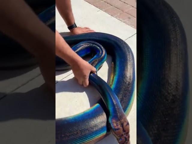 Rainbow Snake! My Love!   