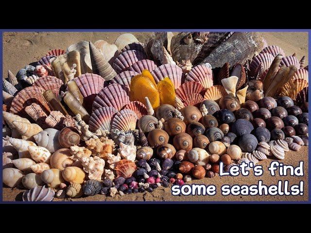 Finding Seashells in the Fog | Low Tide in the Mangroves #shelling #shell