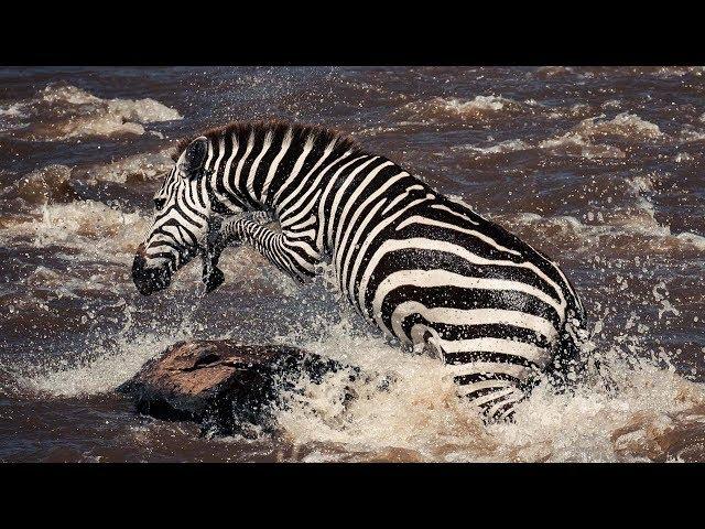 Young Zebra's Dangerous River Crossing | Life Story | BBC Earth