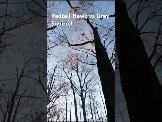 Red tailed Hawk vs Squirrel ️